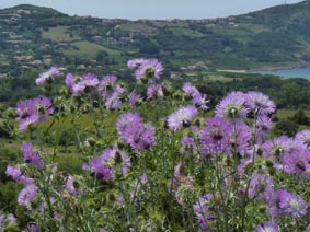 Galactites tomentosa